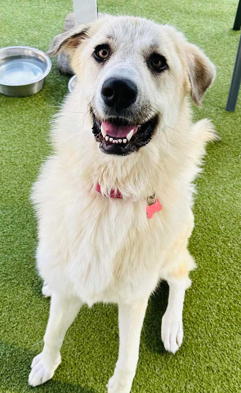 Camp Happy Tails Dog Adoption New York City - Addison is an 10-Month-Old, 65 lb, Great Pyrenees and Anatolian Shepherd Mix