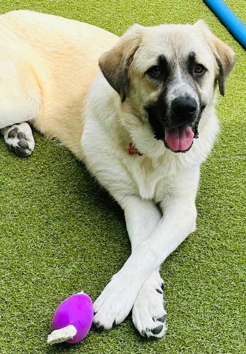 Camp Happy Tails Dog Adoption, New York City, Daphne - 10-month-old Great Pyrenees/German Shepherd mix puppy