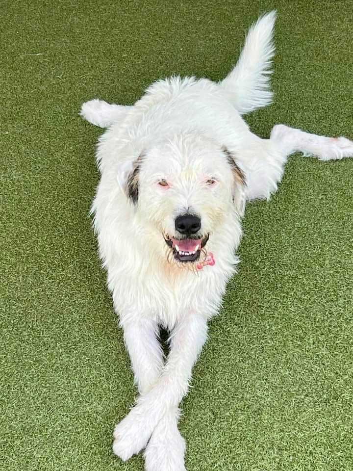 Camp Happy Tails Dog Adoption New York City - Iceman an adorable 1-year-old Male Wire Haired breed mix