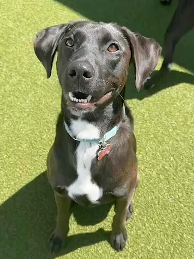 Camp Happy Tails Dog Adoption New York City - Kenickie, a lovable 1.5-year-old Lab mix